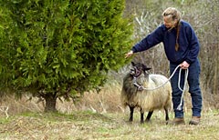 Picture of a Sheep and Owner