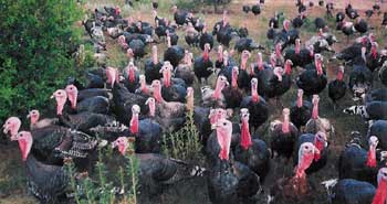 Heritage turkeys