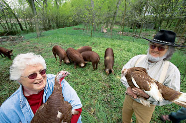 Picture of Heritage Turkeys