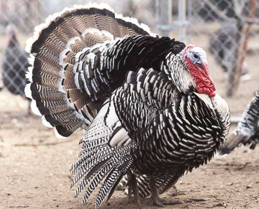 Mary S Free Range Organic And Heritage Turkeys